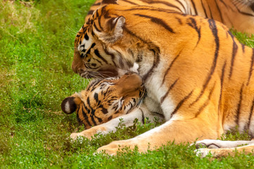 View on the amur tigers playing or fighting