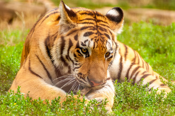 Portrait of an amur tiger in a zoo