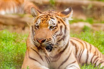 Portrait of an amur tiger in a zoo