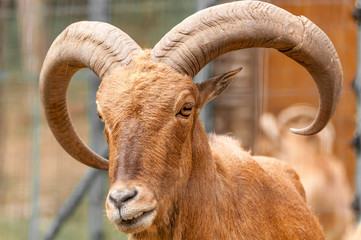 Portrait of a barbary sheep in a zoo