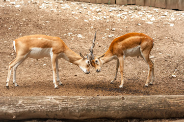 View on two male blackbuck antilope fighting