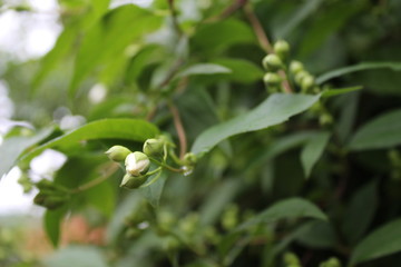 Obraz premium Jasmine, Jasminum flower with rainy drops, droplets, macro photography