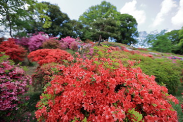 六義園の躑躅