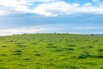 Obraz premium Distance view of herd of cattle pasture on green meadow against cloudy sky. Stanley, Tasmania, Australia