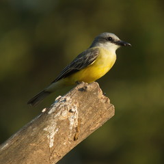 Tropical Kingbird at Rio Tarcoles near Tarcoles in Costa Rica