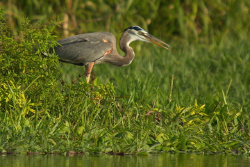 Great blue heron at Rio Tarcoles near Tarcoles in Costa Rica
