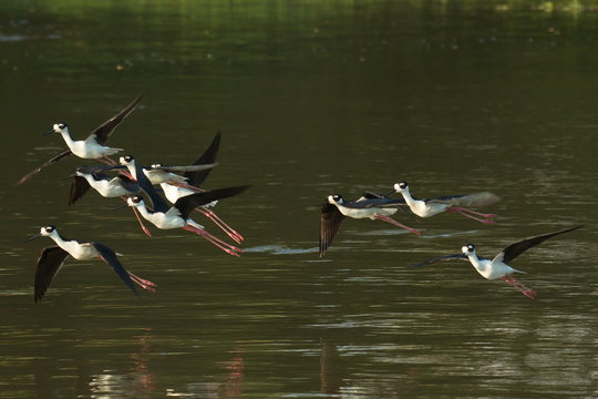 Black-necked stilts at Rio Tarcoles near Tarcoles in Costa Rica