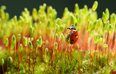Ladybird on moss stalks