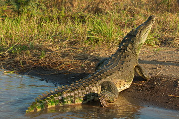Crocodile in Rio Tarcoles near Tarcoles in Costa Rica