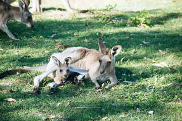 Naklejka na ściany i meble Mother and baby kangaroo lying on the grass