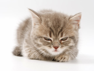 little funny kittens on a white background