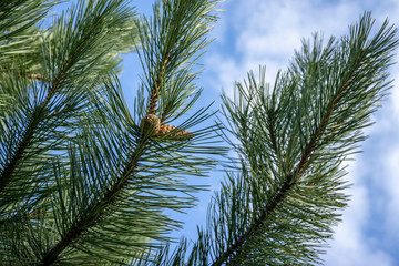 Fototapeta na wymiar Closed brown cones on branch of an Austrian pine or black pine against blue sky. Beautiful long needles on branch cover cones. Selective focus. Сoncept of nature of North Caucasus for design.