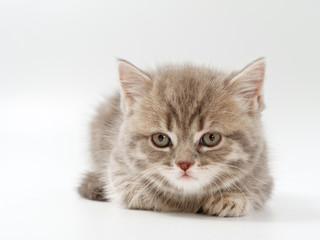 little funny kittens on a white background