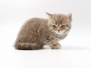 Obraz premium little funny kittens on a white background