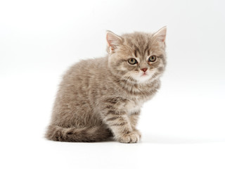 little funny kittens on a white background