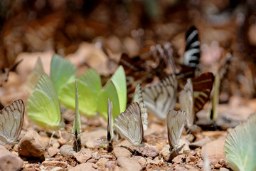 Butterflies following a series of natural Ban Krang Camp. Phetchaburi, Thailand