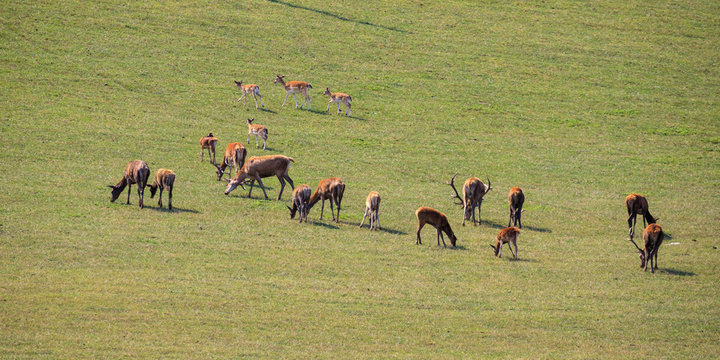 gruppo di cervi