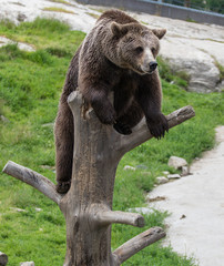 Closeup portrait of huge adult brown bear climbing on the tree trunk. Ursus arctos beringianus. Kamchatka bear.