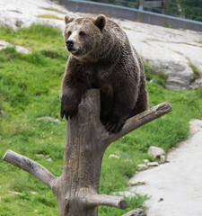 Fototapeta premium Closeup portrait of huge adult brown bear climbing on the tree trunk. Ursus arctos beringianus. Kamchatka bear.
