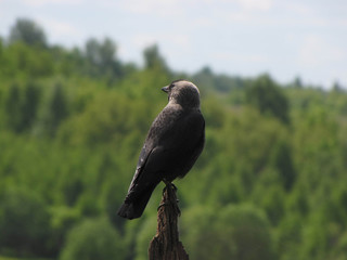 Eurasian jackdaw sitting on a wooden pole in the background of the forest and looks around