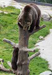 Cute family of brown bear mother bear and its baby cub playing on a tree trunk climbing and biting. Ursus arctos beringianus. Kamchatka bear.