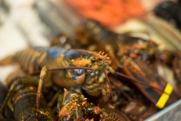 Hummer im Fischgeschäft