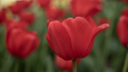 Fototapeta premium red tulips on a green background of foliage in early spring