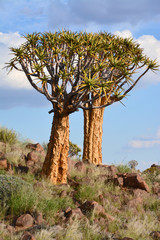 Fototapeta na wymiar Köcherbäume in Keetmanshoop Namibia