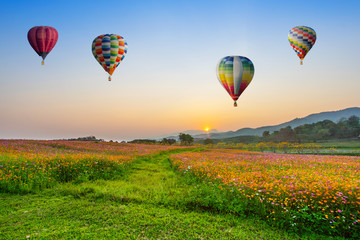Hot air balloon flying over cosmos flowers fields on sunset at chiang rai, Thailand.