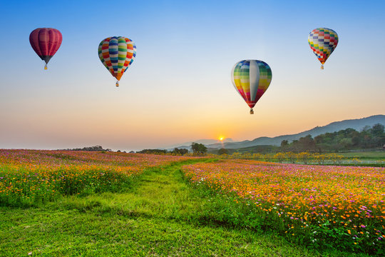 Hot air balloon flying over cosmos flowers fields on sunset at chiang rai, Thailand.