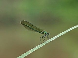 Beautiful green dragonfly on a leaf