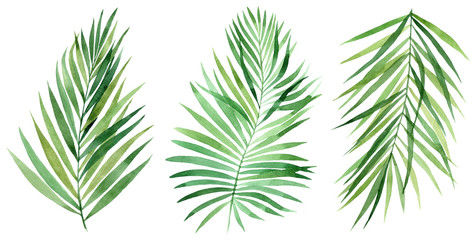 Set of tropical leaves. Jungle, botanical watercolor illustrations, floral elements, palm leaves, fern and others. Hand drawn watercolor set of Anthurium green leaves and home plant - 267770825