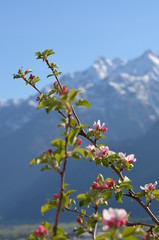Blütenzweig in den Alpen