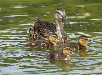 Cute duck family with chicks swimming