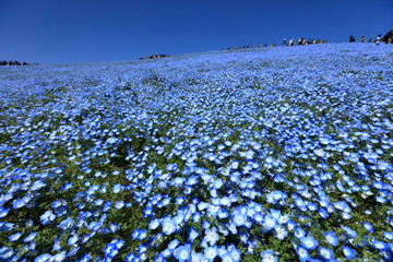 国営ひたち海浜公園のネモフィラ
