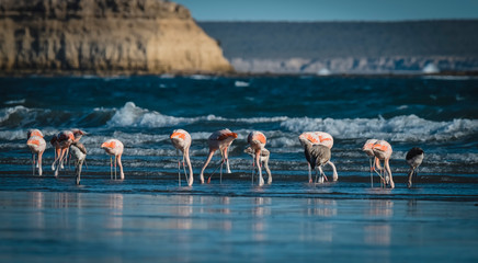 Flock of flamingos feeding on the coast of the ocean, Peninsula Valdes,Patagonia Argentina