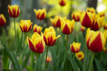 red tulips with yellow pattern bloom on a Sunny day in the Park on a background of green leaves
