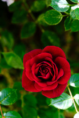 Rosa roja al natural en su rosal