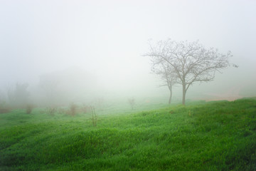 Obraz premium tree in fog