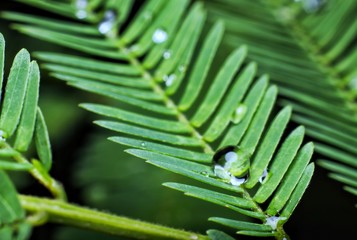 Drops of water on green leaves
