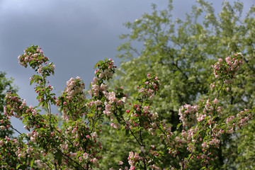 Scenic apple tree blooming in the spring city park