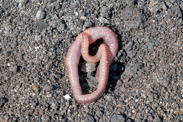 Long earthworm crawling slowly on the wet earth. Earthworm, animal, ringworm. Good bait for fishing. The worm is illuminated by bright sunlight.