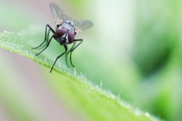 Flies on green leaves.