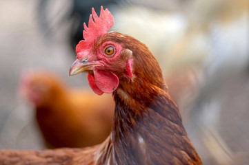 Red brown hen bird in the garden on the farm, portrait of utility domestic animal
