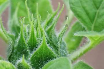Green flowers that are about to bloom