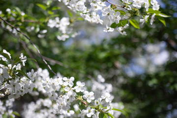 Apple tree branch with beautiful white flowers, shot close-up