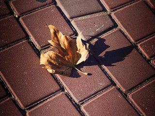 Лист клеёна на тротуарной плитке