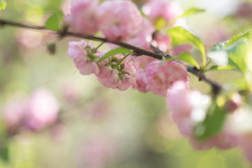 sakura. cherry blossom in springtime, beautiful pink flowers