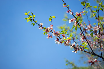 sakura. cherry blossom in springtime, beautiful pink flowers against the blue sky