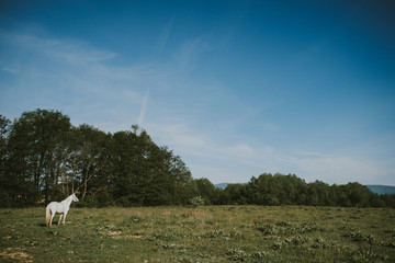 White horse at the field